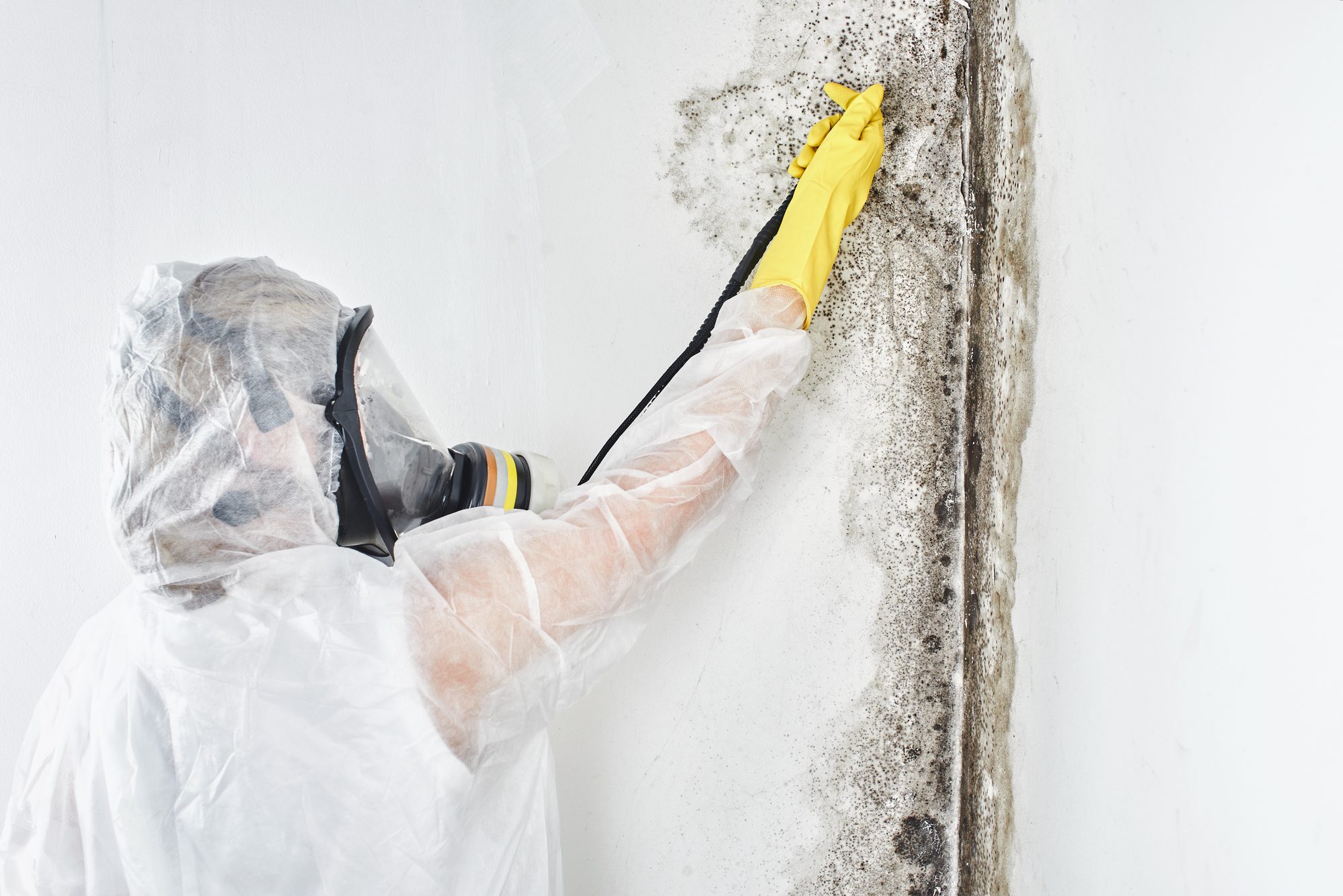 Mold Removal Specialist | Flood Doctor
